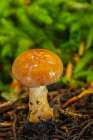 USA-Alaska-Tongass National Forest Close-up of mushroom Art Print